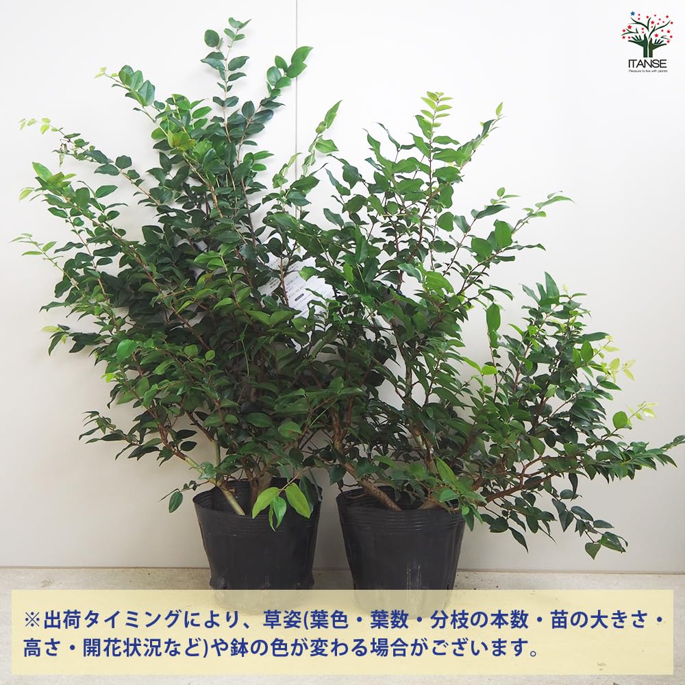 ジャボチカバエスカレート 接ぎ木苗 ジャボチカバエスカレート 接ぎ木苗